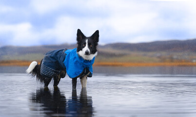 A black and white border collie in a blue raincoat stands in the light rain in a lake with...