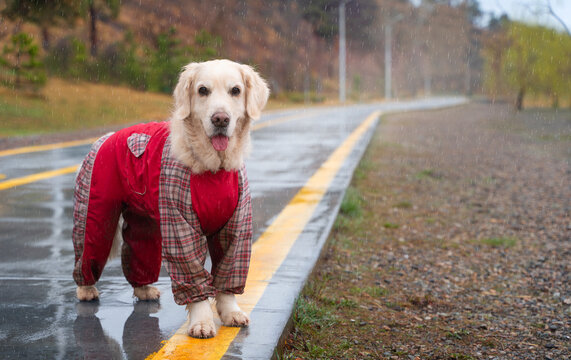 Happy golden retriever in a red raincoat standing on a path in a park on a rainy day. Walking with a dog in the rain. Life with a dog. Dog in clothes