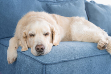 Сute  golden retriever sleeping on blue sofa. Dog at home. Life with dog.