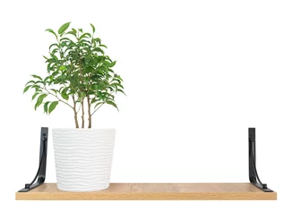 Tuinposter A small ficus benjamina in a white pot stands on a wooden hanging shelf with black mounts. Isolated items for interior © kathrineva20
