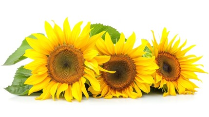 beautiful sunflowers on white background in high resolution and high quality. concept flowers, sunflowers, white background