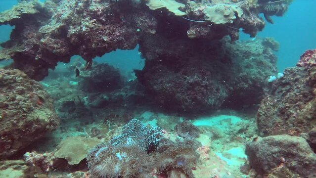 Explore the wonders of the ocean with scuba divers and a group of people swimming near a vibrant coral reef. Discover a beautiful underwater world filled with fish and sea anemones