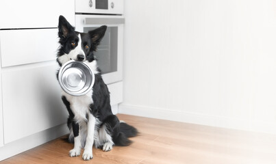 A sad border collie sits in the kitchen and holds an empty metal bowl in his teeth and waits for him to be fed. Life with dog. Food for dogs concept