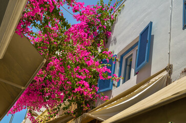 santorini greece island windows flowers