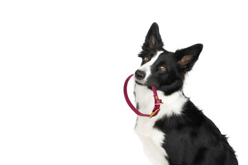 A black and white border collie holds a pink collar in his mouth and is waiting for a walk....