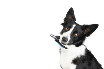 A black and white border collie holds a blue nail clipper in its teeth and sits with it on a white background. Take care of the dog. Isolated dog. Dog Claw Care