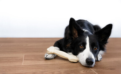 Black and white border collie put her head on the wooden floor and looks sadly when she is allowed...
