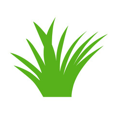 Spring green grass isolated on white background.