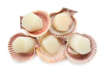 Fresh raw scallops in shells isolated on white, top view