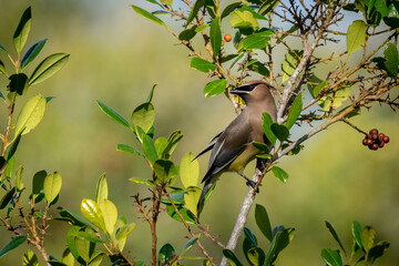 Cedar Waxwing perched in a Holly Tree Stocking up on Berries for the Trip North