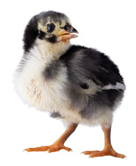 Profile photo of a chick with black and white feathers