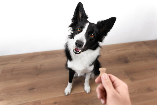 A joyful black and white border collie is waiting when man gives him a treat in the form of a bone. Life with a dog concept. Dog food concept