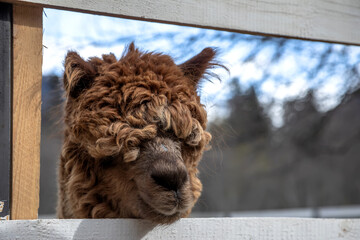 A beautiful alpaca looks out from the pen. Portrait of an animal. A beautiful animal.