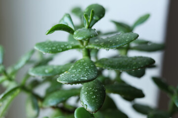 Succulent Crassula ovata, commonly known as jade plant, lucky plant, money plant or money tree plant in a pot on the windowsill. Close-up