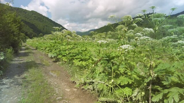 Sosnovsky's hogweed is a dangerous plant of the collective farm period, "Stalin's revenge" - he came up with its mass distribution. Its juice is photoactive and causes terrible burns