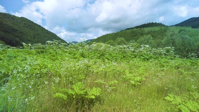 Sosnovsky's hogweed is a dangerous plant of the collective farm period, "Stalin's revenge" - he came up with its mass distribution. Its juice is photoactive and causes terrible burns