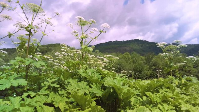 Sosnovsky's hogweed is a dangerous plant of the collective farm period, "Stalin's revenge" - he came up with its mass distribution. Its juice is photoactive and causes terrible burns