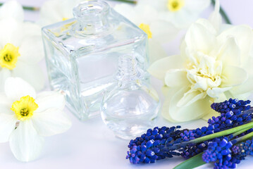 Obraz na płótnie Canvas Spring holidays concept, glass vials with essential oil and narcissus and muscari flowers on white background