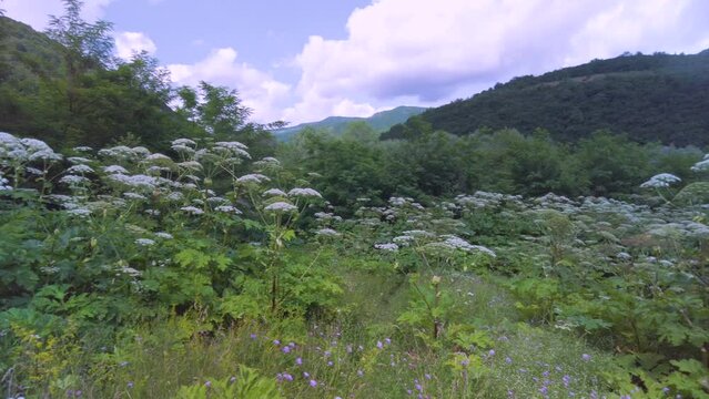 Sosnovsky's hogweed is a dangerous plant of the collective farm period, "Stalin's revenge" - he came up with its mass distribution. Its juice is photoactive and causes terrible burns