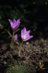 purple crocus flower