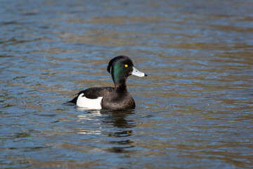 An adult male tufted duck (Aythya fuligula) in breeding plumage swims through calm water - 765040934