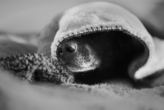 Black and white photograph of a close-up of a dog's snout.