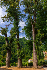 Beautiful landscape with high trees, Armenia