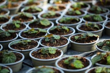 Begonias are grown in a nursery