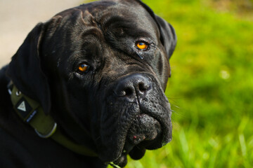 Obraz premium black mixed breed dog between great dane and labrador