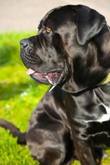 black mixed breed dog between great dane and labrador