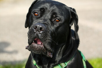 black mixed breed dog between great dane and labrador