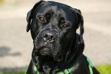 black mixed breed dog between great dane and labrador - obrazy, fototapety, plakaty