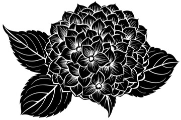hydrangea Flower silhouette  vector art illustration