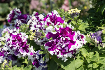 Beautiful Common Petunia flowers in the park.