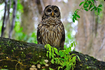 Barred owl looking for food