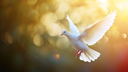 White Pigeon, White pigeon flying in nature