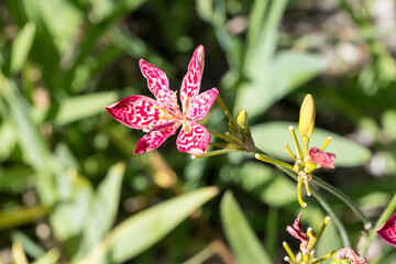 Beautiful blackberry lily flower.
