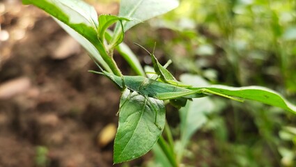 Green colour Long-faced or long-horned southeast asian insects grasshoppers couple male and female mating on plant leaves. Close-up macro side view.