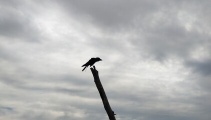 Silhouette of a single crow or raven wild bird perched on a wooden pole surrounded by deserted or...