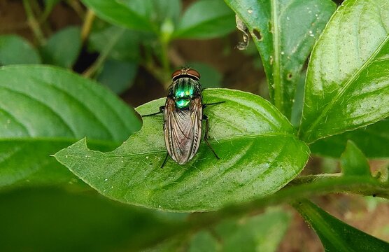 Sarcophagidae Insect Pest also known as housefly, Flesh Fly, Musca domestica or Meat Fly sitting on green leaf Close up. Danger of Disease, Pathogen Transmission, Infection and Germ Spreading concept.