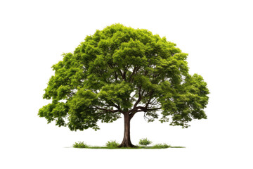 Fototapeta premium Lush Verdant Canopy Amidst Blank Canvas.