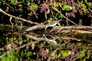 The spotted sandpiper (Actitis macularius) on the marsh