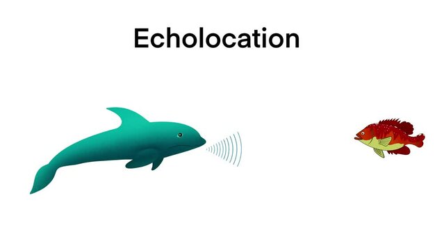 animation of biology, echolocation in dolphins, Dolphins hunt their prey by making high pitched sounds and listening for echoes,Bio sonar sound detect object locate measure prey wave reflect