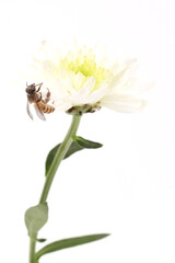 Bee on yellow flower isolated on white background. Clipping path included.