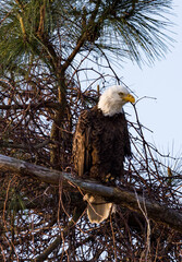 Bald Eagle at Fish Haul II