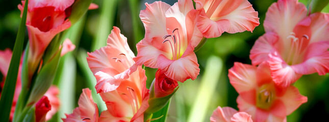 Close Up of Flower