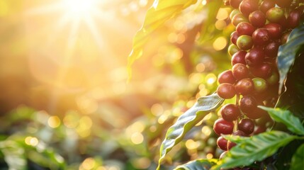 beautiful coffee cultivation with a ray of sun in Latin America