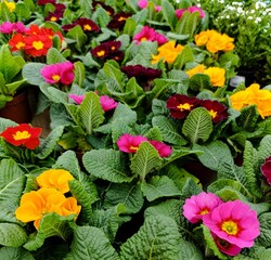 colorfull primula flowers