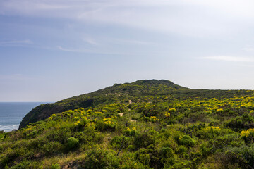 a beautiful spring landscape at Point Dume beach with a hillside covered with yellow flowers and...