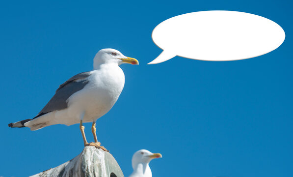 Talking seagull. Seagull with a speech bubble - copy space
